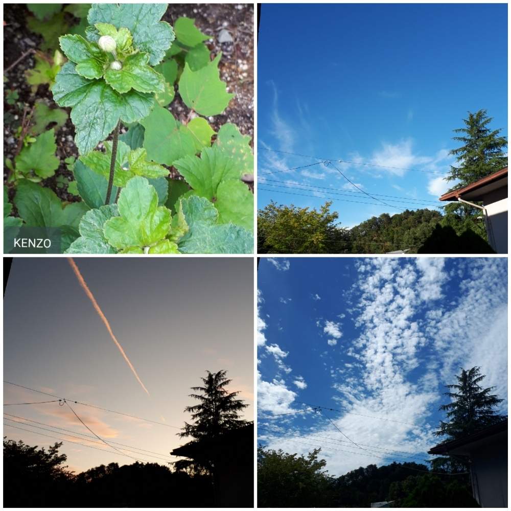 窓辺の画像 by SENTIMENTAL-BOYさん | 窓辺と植物のある暮らしと花言葉と庭のある暮らしとそぞろ歩けば……とシュウメイギク⚪と季節の変わり目とはなごよみと花好きと花のある暮らしと春夏秋冬と暮らしの仲間たち
