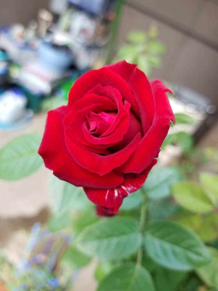 小さな庭の画像 by ニワバラベラバラさん | 小さな庭とイングリットバーグマンと木酢液とばら バラ 薔薇と台風に負けないと今朝7時撮影と薔薇に魅せられてとGS映えとバラ・ハイブリッドティーと薔薇♪とばら 薔薇 バラと葉水とリキダス