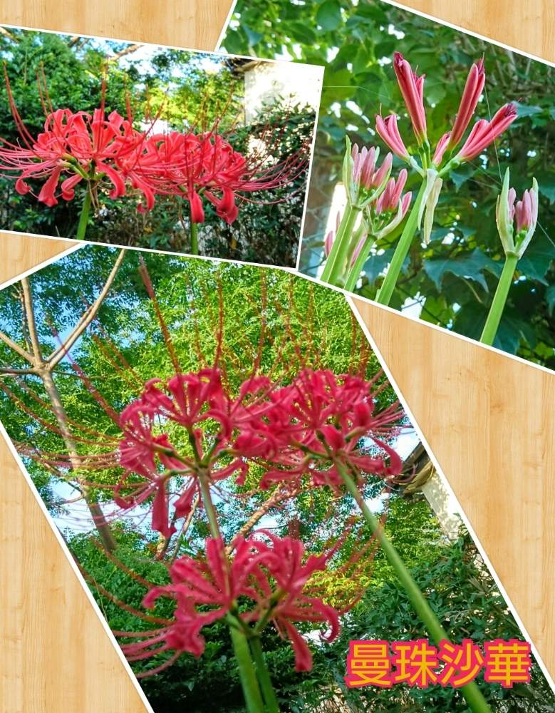 の画像 by のりっぺさん | 曼珠沙華 (彼岸花)と少しずつ秋の気配…とお花♥️咲くかなぁと花のある暮らしと多肉ちゃん初心者と楽しい園芸o(^o^)oとバルコニストとまだ暑い秋…(((・・;)