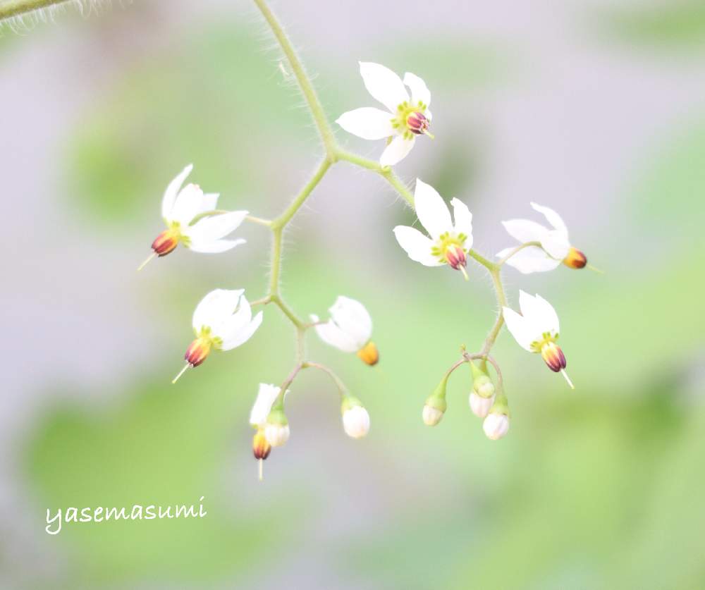 お出かけ先の画像 by yasemasumiさん | お出かけ先とヒヨドリジョウゴと白い花とかわいいな♡と花のある暮らしと可愛いなあ♡とナス科と山野草