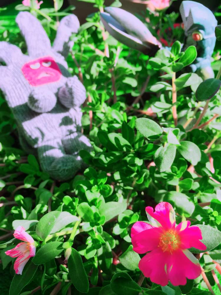 の画像 by Y._.Y-Y(ಠ_ಠ̵̵̀)Y-Y._.Yさん | ポーチュラカ☆とぐれもん*とvバルタン星人v