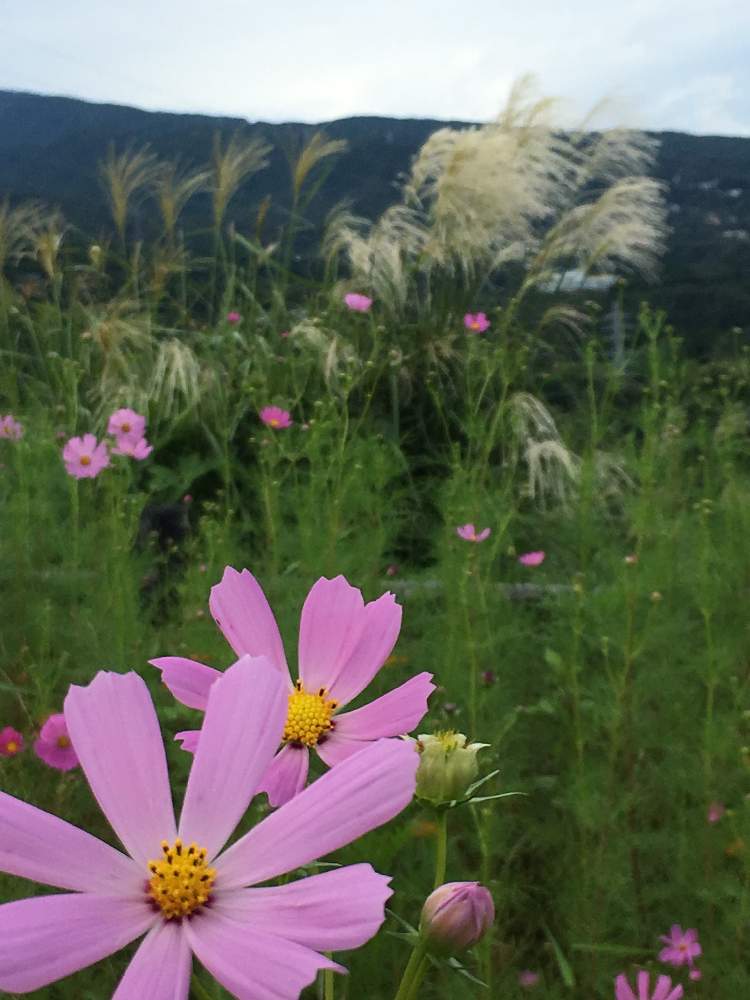 お出かけ先の画像 by たえポンさん | お出かけ先と県立おだわら諏訪の原公園とコスモス♡と秋だね〜とススキ*と花のある暮らし