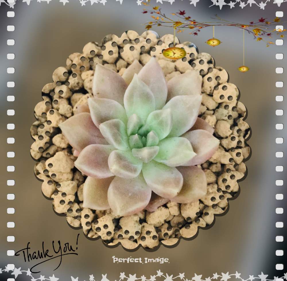 小さな庭の画像 by ⋆*❁yamamin❁⋆*さん | 小さな庭とメロディと秋の訪れとありがとう❤️と多肉女子?(おばさん)とかわいすぎ( *´艸)と多肉だいすきと1日でも早い復興。とお迎え❤︎とがんばれ!と多肉病(*´˘`*)♥とわが家の多肉さんたち❢