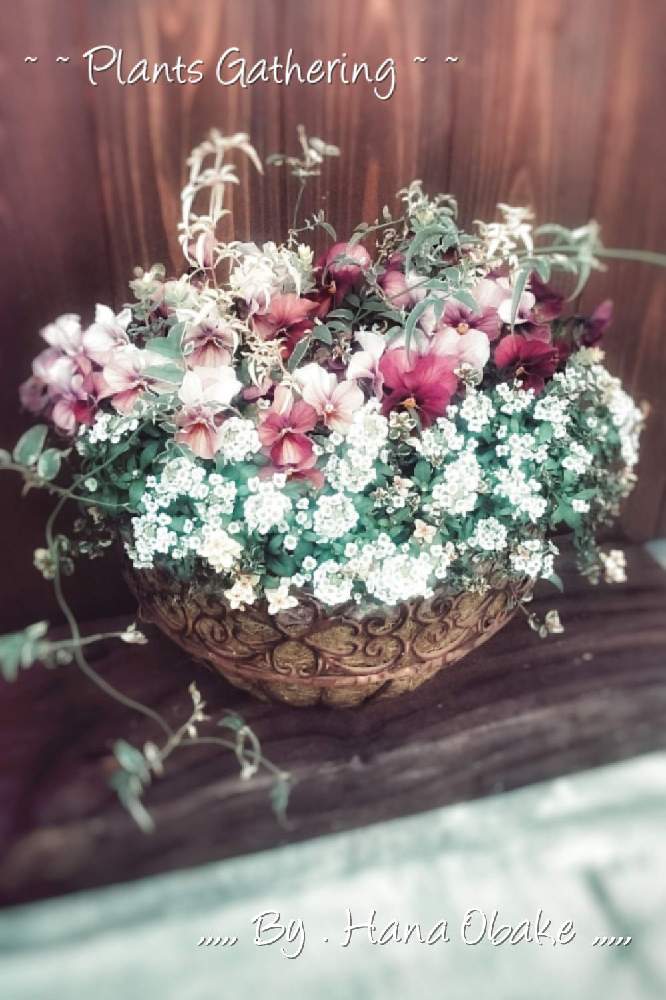 小さな庭の画像 by Ayahana♪さん | 小さな庭とバスケットとビオラ・パンジーとプランツギャザリングと寄せ植えとアンティークとスイート アリッサムとギャザリングとビオラなごみももかしんしんとオトナカワイイと アリッサム
