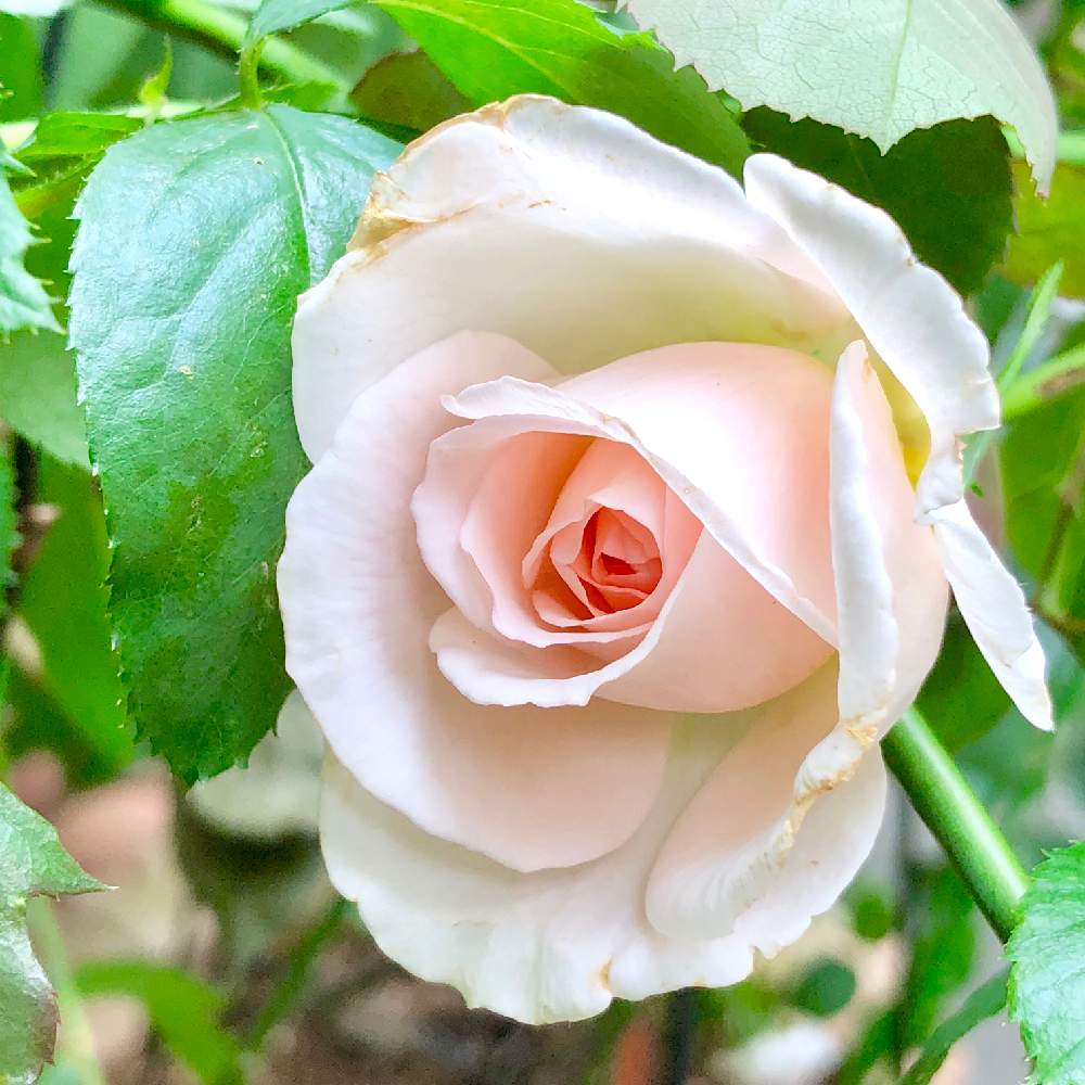 アプローチの画像 by wakoさん | アプローチとバラと薔薇とメルヘン ツァウヴァーとメルヘンツァウバーと薔薇愛同盟と花のある暮らしとメルヘンツァウバー バラとバラ・ミニバラとやっぱり花が好き♡と香りのバラ