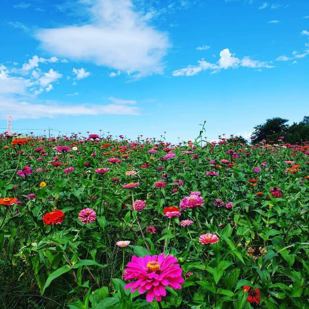 お出かけ先の画像 by yukikoさん | お出かけ先と私のお花~2019~とお花を楽しむとお花に感動と花好きさんと繋がりたいとお花大好きとお花と共にと花愛とお花に癒されてとお花を見て元気と一日一花とお花パワー‼️とお花愛がとまらないとお花に励まされてと花心❤️と花のある暮らしとジニア百日草と鼻高展望花の丘とかわいいお花