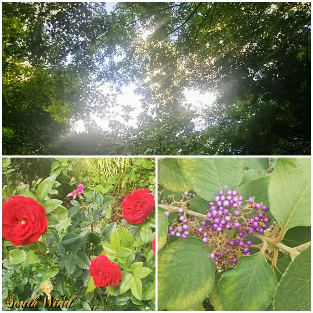 お出かけ先の画像 by 南の風さん | お出かけ先とムラサキシキブとミニバラともみじと屋上と池袋とばら バラ 薔薇と都会のオアシスと池袋サンシャインシティと屋上ガーデンと公園と秋の気配と花のある暮らしと秋の実と東池袋中央公園