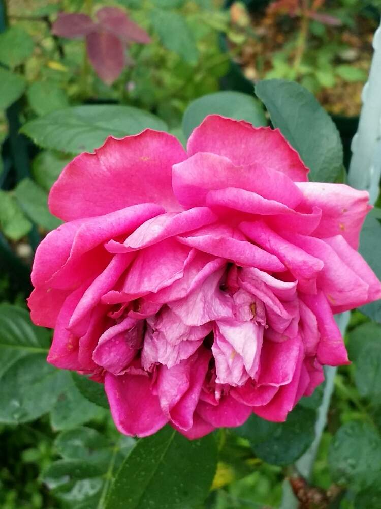 の画像 by 星白さん | ルージュピエールドゥロンサールと薔薇♪とばら バラ 薔薇