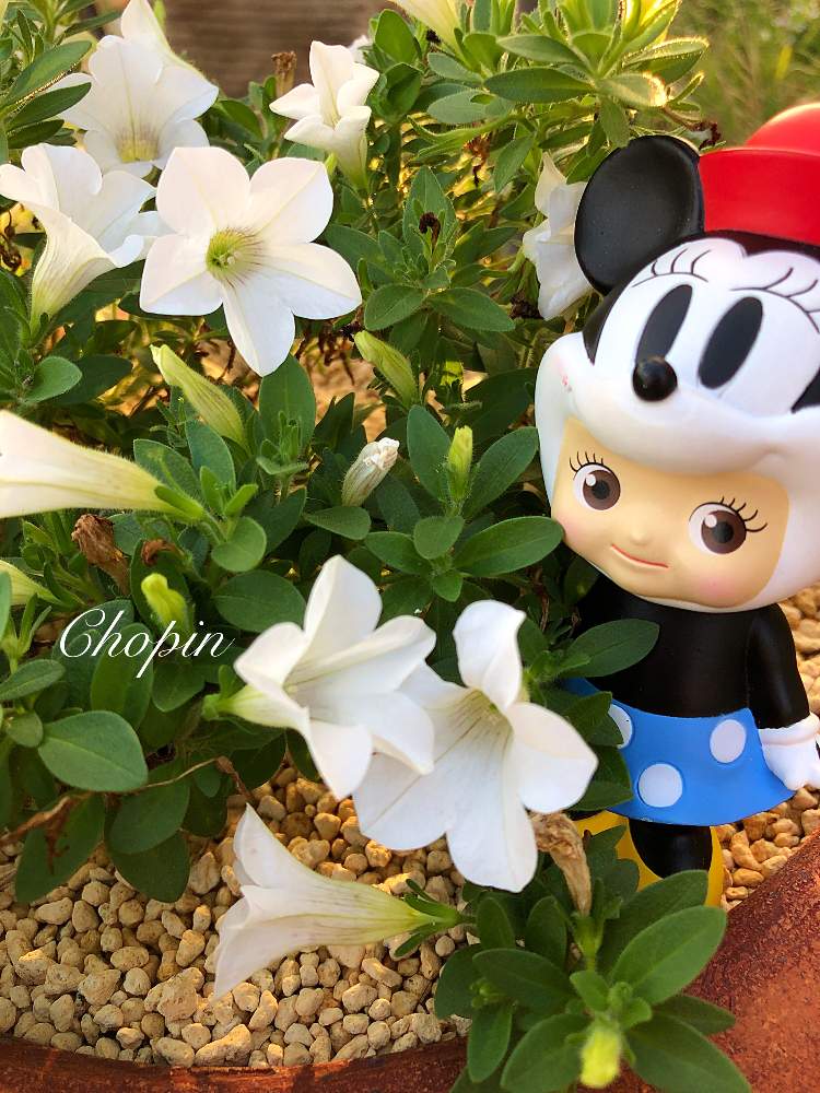 の画像 by Chopin(ショパン)さん | ミッキーマウスとペチュニア♪とうちの庭とUSAと秋の気配と白いお花と秋晴れとペチュニア☆とGSコラボとナチュラルスタイルとめんこい♡とかわいいと白い花とかわいいな♡とキューピーとiPhone撮影と秋の空と上を向いて歩こう
