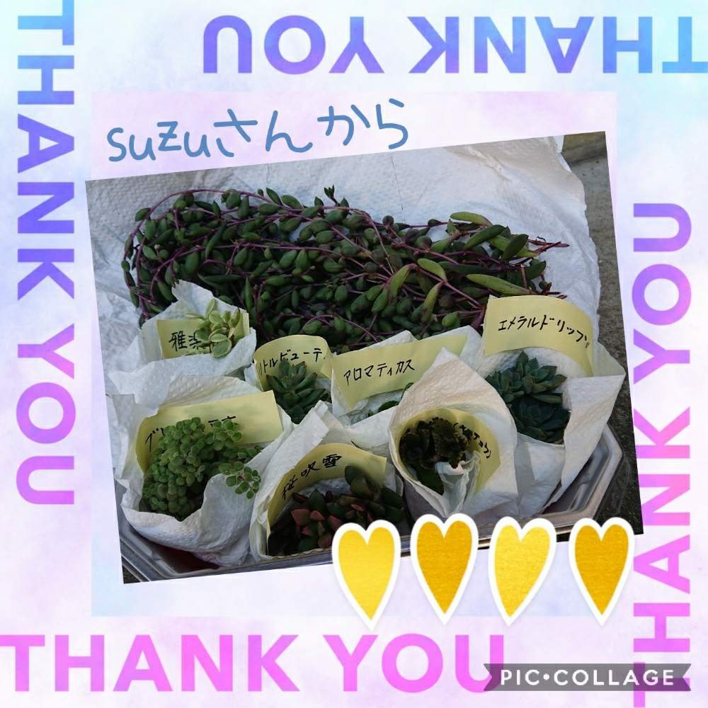 の画像 by りえさん | 多肉植物と素敵便と大量と新入りとたにおたくらぶNo.59と仲間入りとたにおたくらぶと多肉初心者