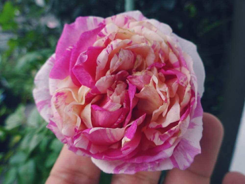 小さな庭の画像 by きらまるさん | 小さな庭とエドゥアール マネとHTCと薔薇愛同盟と薔薇男子と薔薇に魅せられてとオシャレとB型とバラのある暮らしとGS映えと今日の一枚とセクシーときれいな色と美しき薔薇様とたまらん!と花のある暮らしとテンション⤴︎とロザリアンとバラを楽しむとシボラー