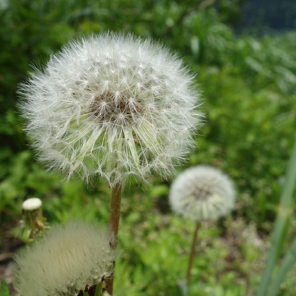 の画像 by HaRuさん | 山野草と タンポポの綿毛とミヤマタンポポ*と荒島岳と高山植物☆
