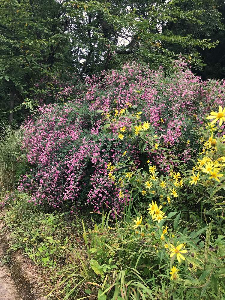 広い庭の画像 by たまさん | 広い庭とたのしみ♡とピンクの花と癒しと癒しの植物とハギ属とレモンイエローと綺麗と花を愛でるとピンクのお花とうれしい!とガーデニングと花のある暮らしとかわいいと秋の花とイエローの花