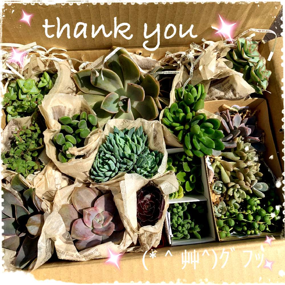 小さな庭の画像 by ღmomoღさん | 小さな庭と多肉植物と外組の1部と素敵便とお金をかけずに楽しむと田舎と多肉女子とガーデニング初心者と名前覚えるの苦手ですとありがとぅ❤と花のある暮らし