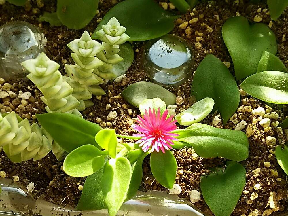部屋の画像 by さすけくんさん | 部屋とセダム属と多肉植物とカット苗とベビーサンローズ❤︎とクラッスラ属と寄せ植えと多肉の宝箱