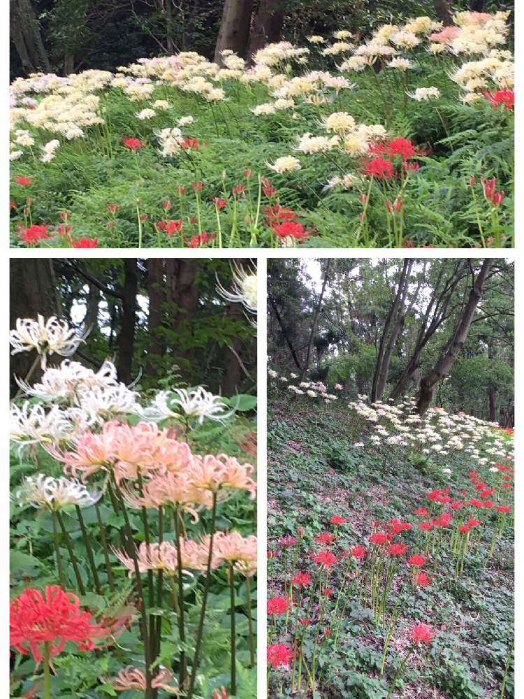 お出かけ先の画像 by ななほしさん | お出かけ先と泉の森とお花探しとI♡Kanagawa