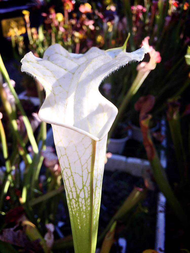 の画像 by もっちもちさん | 食虫植物とサラセニア原種とGS映えと白い葉っぱとサラセニアレウコフィラと美しいとサラセニアと食虫植物 サラセニアと神々しい