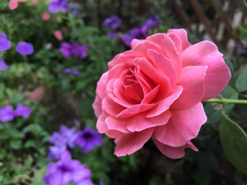 小さな庭の画像 by さちはなさん | 小さな庭とばら バラ 薔薇とグリーンのある暮らしと今日の1枚と9月とかおりかざり♥️と花のある暮らしとあき
