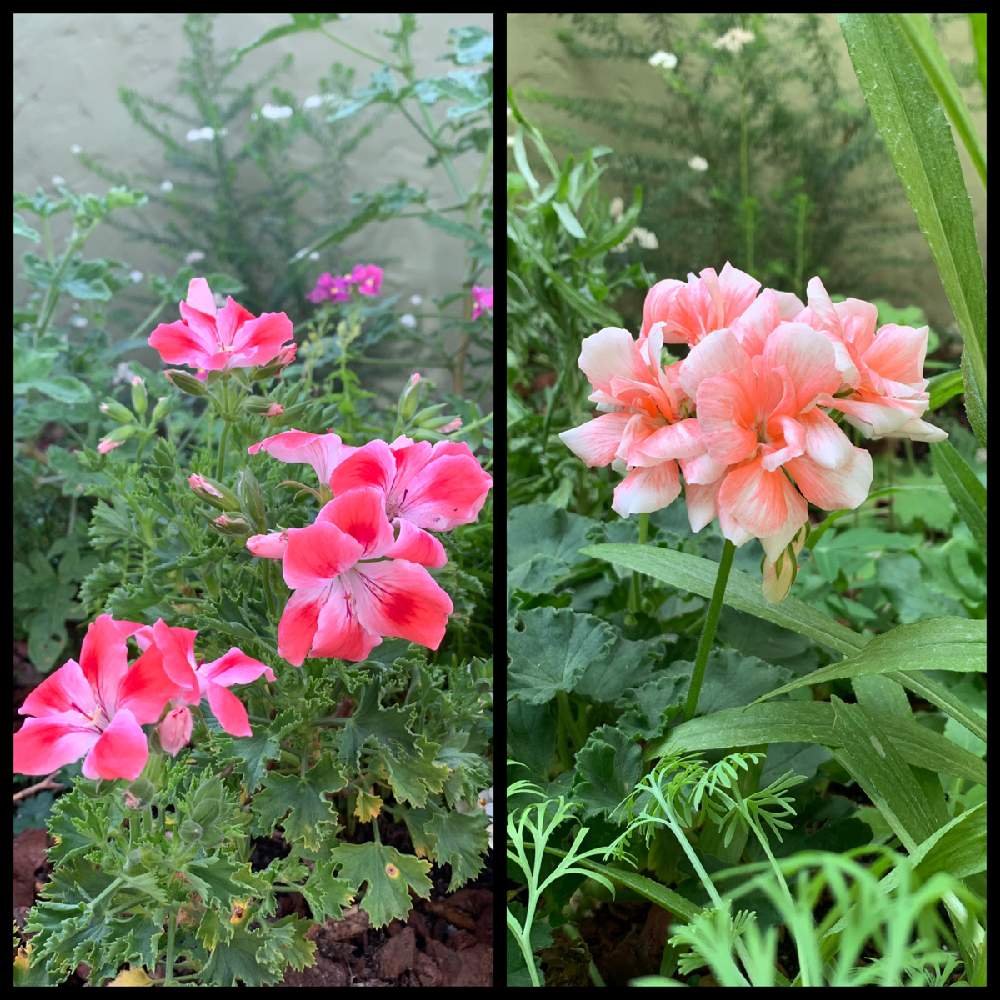 小さな庭の画像 by Chiekittaさん | 小さな庭とゼラニウムとSydneyとピンクの花とオーストラリアと花のある暮らしとAustralia