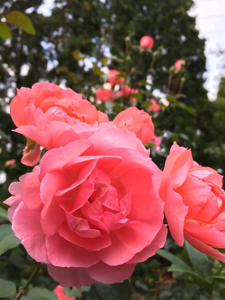 小さな庭の画像 by おじゃがさん | 小さな庭とジャルダン ドゥ フランスと鉢植えのお花と花のある暮らしとまぁいいかとばら バラ 薔薇