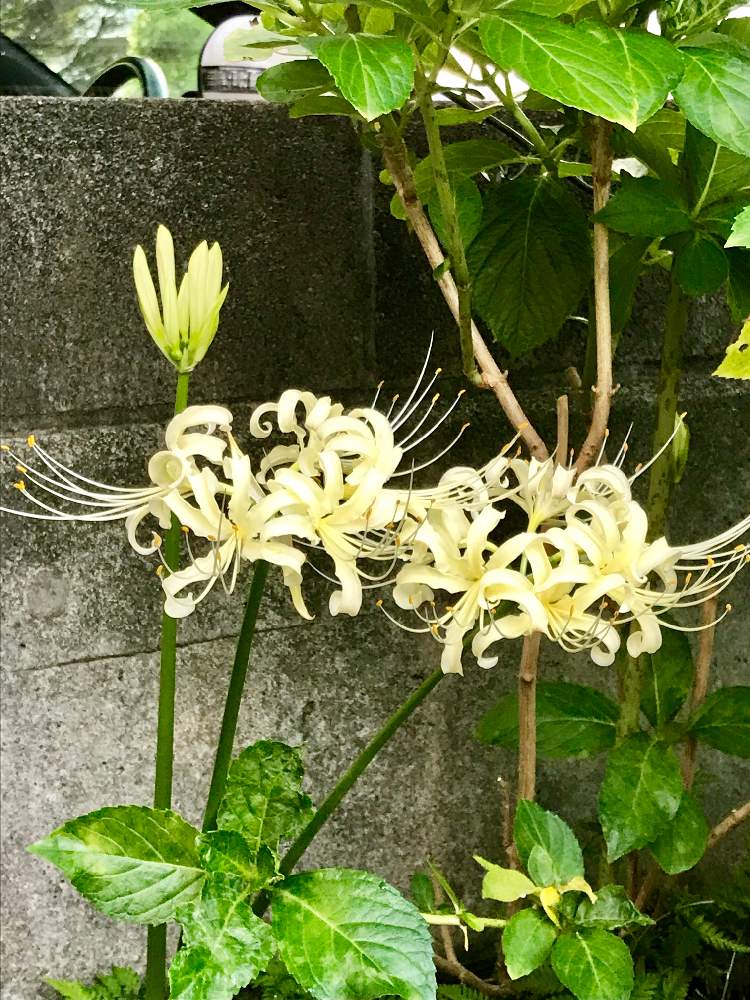 小さな庭の画像 by やま7さん | 小さな庭と季節を感じる♪と今日もがんばろと我が家の花達と彼岸花とまた来年も咲いてね!と花のある暮らしと白い花と我が家の植物