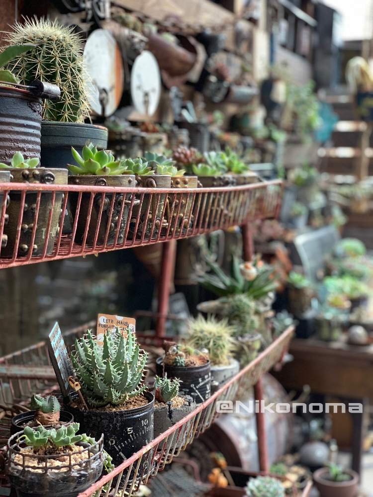 アプローチの画像 by Nomachanさん | アプローチと多肉植物とW投稿と大好きな場所とJUNK Gardenと少しでも笑顔になってもらえますようにと笑顔の源と癒し空間とみんな同じ空の下と塩系雑貨と錆錆とSabijyoとご縁に感謝とDIYとスチパン鉢とまだまだおんぼろタニラーとスチタン鉢と植物が映えるものを作り隊とサビじょとインダストリアルとあの娘にも届け