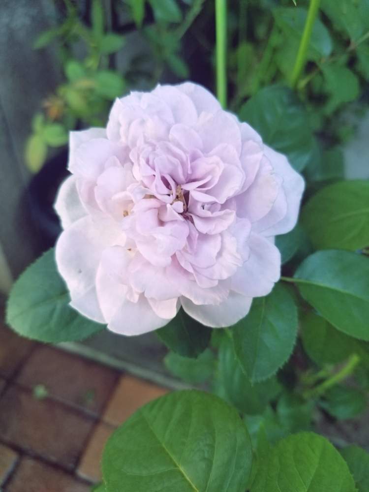 小さな庭の画像 by ニワバラベラバラさん | 小さな庭としのぶれどと木酢液とばら バラ 薔薇とムラサキの花と台風に負けないと今朝7時撮影と薔薇に魅せられてと癒しとGS映えと薔薇のある暮らし♡とお花のある生活と薔薇♪とばら 薔薇 バラとバラ・ミニバラと葉水とリキダス