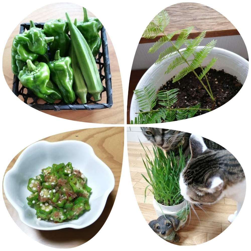 部屋の画像 by erinさん | 部屋と観葉植物とエバーフレッシュ☆と家庭菜園と種から育てるとオクラ♡と猫草に夢中とエバーフレッシュ挿し木と収穫野菜で料理と夏野菜とピーマン♪