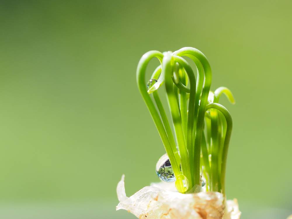 広い庭の画像 by Tenさん | 広い庭とアルブカ スピラリス フリズルシズルとアルブカ スピラリスと植物のある暮らしとファインダー越しの私の世界としずくと水滴写真とアルブカ属と水玉フェチと多肉植物のある暮らしと水滴アートとクルクル葉っぱとケープバルブと水滴と成長記録とアートなTen写と珍奇植物と葉っぱアートと球根植物とビザールプランツとクルクルとTen’sバルブ