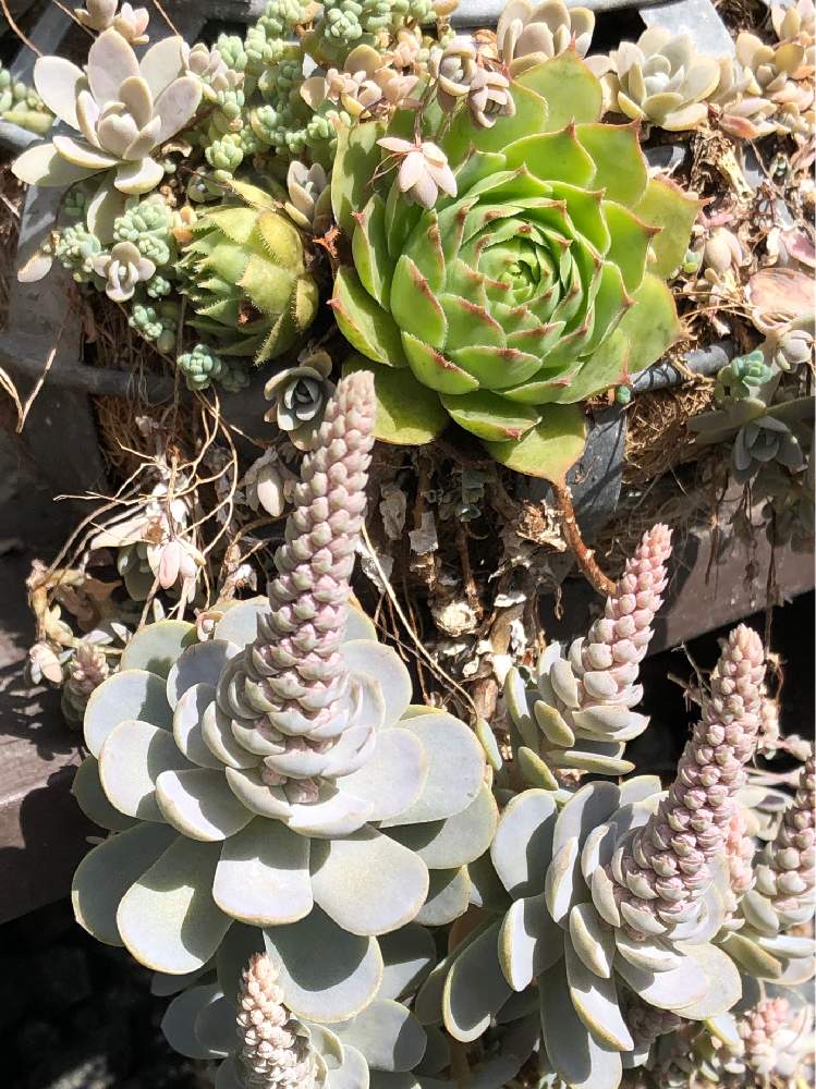 の画像 by よよよさん | 多肉植物と開花中と岩手県とぎゅうぎゅうと寄せ植えといつもありがとうと元気モリモリとタニラーと子株いっぱいと可愛いとぷっくり