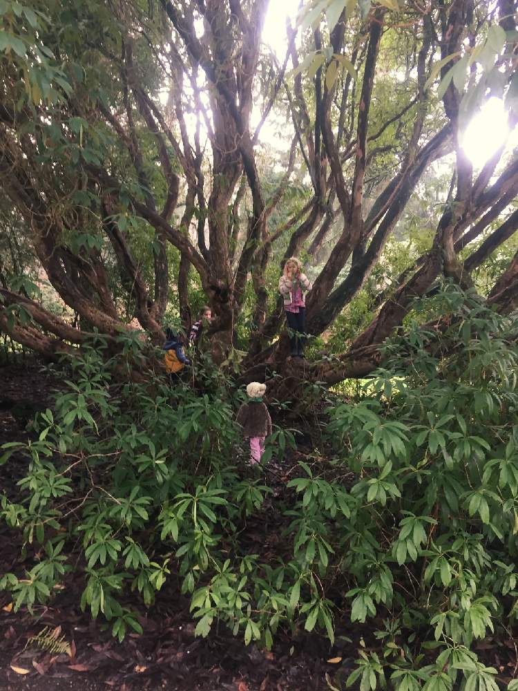 の画像 by Miyaさん | 名前を教えて!と自然と自然観察と植物好きと自然の癒し