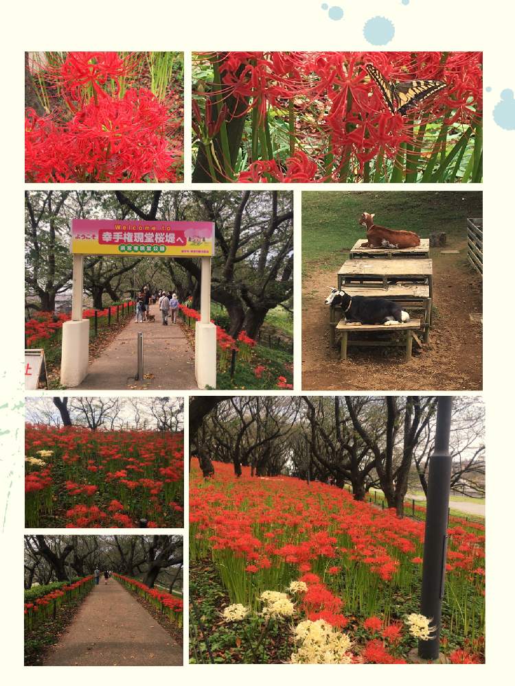 お出かけ先の画像 by kapieさん | お出かけ先と秋のお花と幸手権現堂と彼岸花と曼珠沙華と花のある暮らしとお出かけ先にて