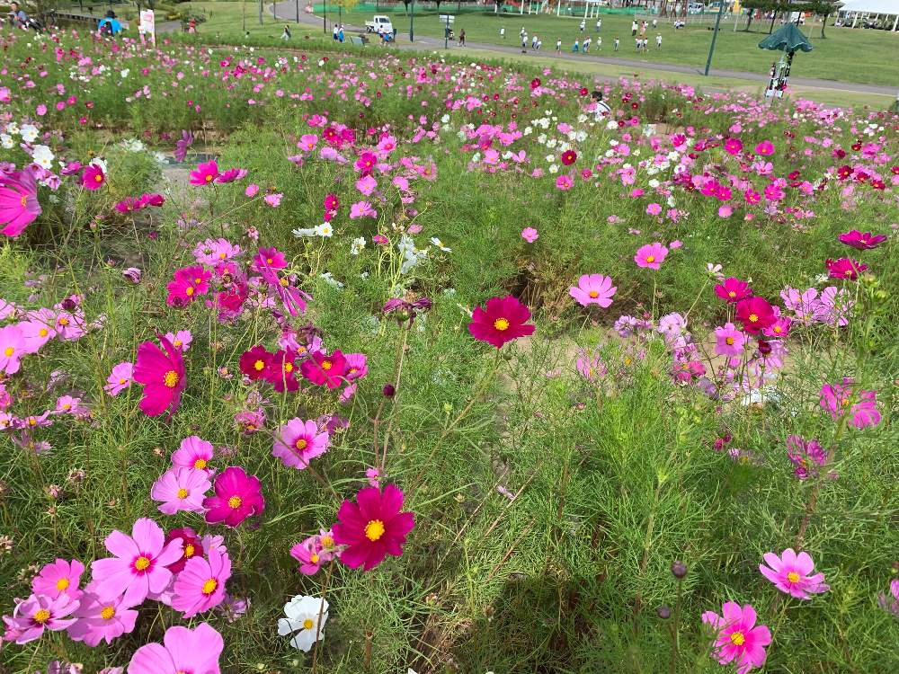 お出かけ先の画像 by cooくぅさん | お出かけ先と花のある暮らしと国営越後長岡丘陵公園とこすもす