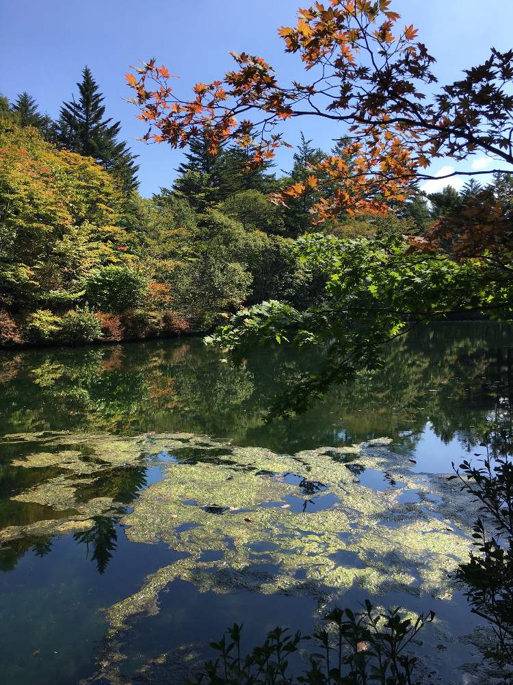 お出かけ先の画像 by コウさん | お出かけ先と植物男子と軽井沢 雲場池と植中毒と綺麗と花のある暮らし