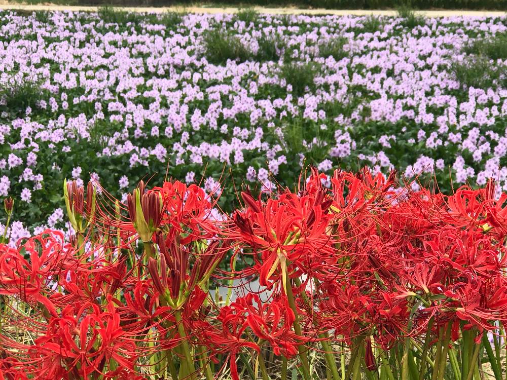 お出かけ先の画像 by ✧みか✧さん | お出かけ先と可愛い花と公園と散歩と道端の花と綺麗な花と見事な咲きっぷりと大好きな花と花のある暮らしと季節
