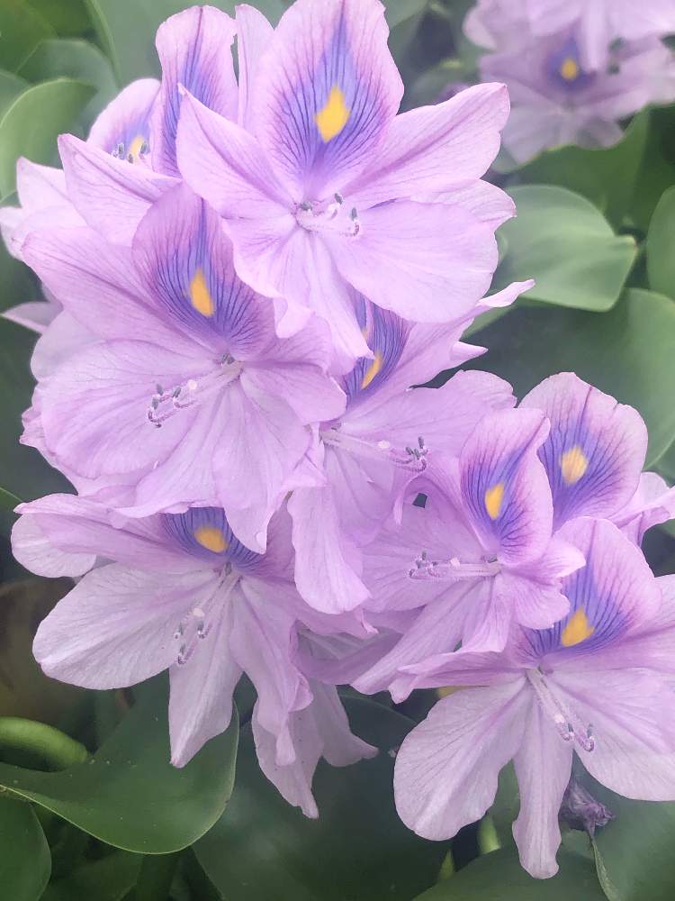 お出かけ先の画像 by ✧みか✧さん | お出かけ先とホテイアオイと可愛い花と綺麗な色の花と散歩と道端の花と綺麗な花と見事な咲きっぷりと花のある暮らしと水草フォトコンと季節と水辺の植物