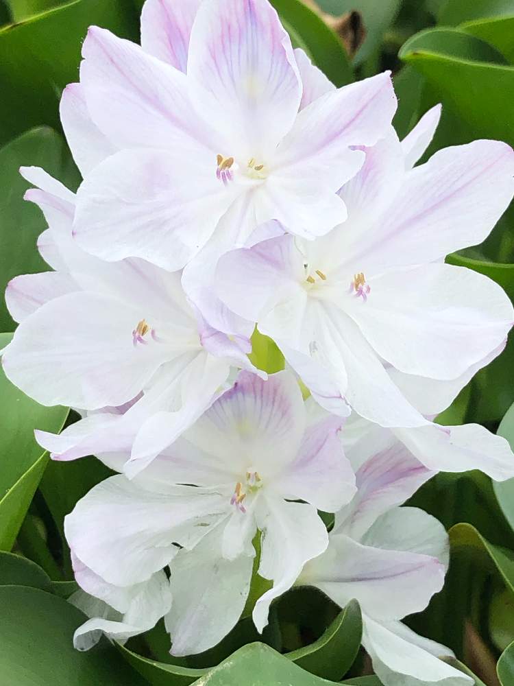 お出かけ先の画像 by ✧みか✧さん | お出かけ先とホテイアオイと綺麗な色の花と散歩と道端の花と綺麗な花と見事な咲きっぷりと花のある暮らしと水草フォトコンと季節と水辺の植物