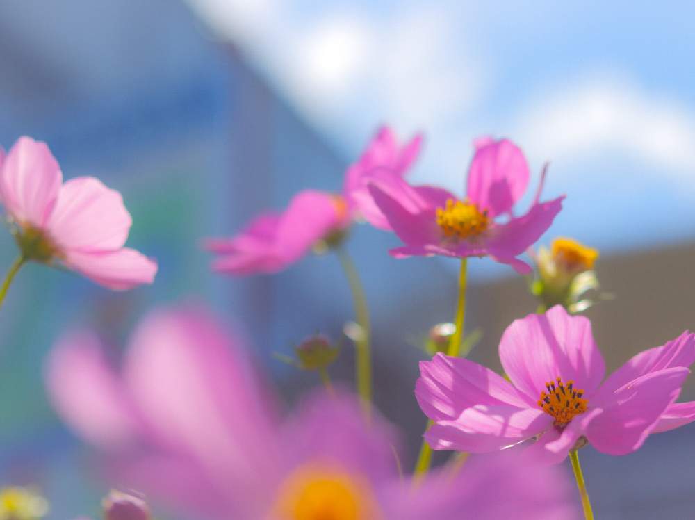 お出かけ先の画像 by はるままさん | お出かけ先と秋桜とお写ん歩と季節の花と秋を彩るコスモスフォトコンとflowerと花のある暮らしとお花好き