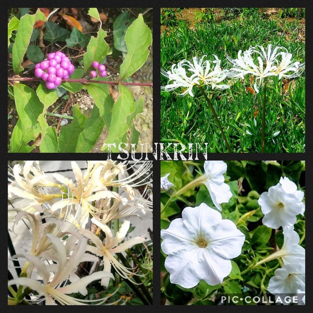小さな庭の画像 by つんくりんさん | 小さな庭とコムラサキシキブ*とイベントと彼岸花と夏の花ときれいと緑のある暮らしと実生と紫式部♡と低木とペチュニア☆と花のある暮らしと白い花と白い彼岸花と球根植物と素敵