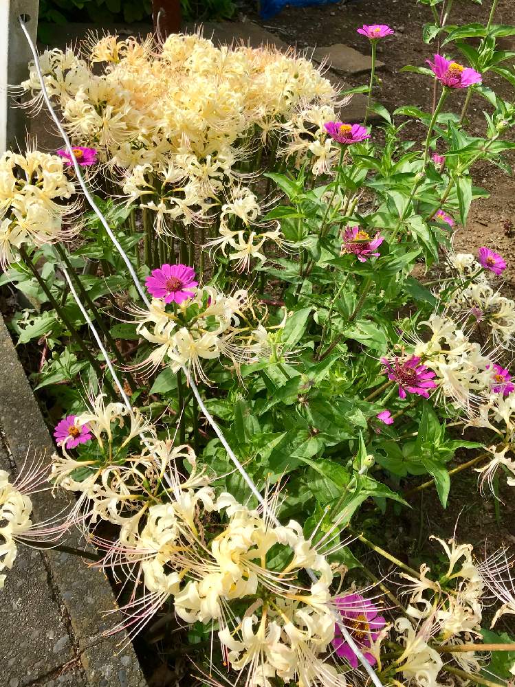 の画像 by やま7さん | 季節を感じる♪と彼岸花ときれいとお散歩写真とジニア❁とまた来年も咲いてね!と花のある暮らしと白い花と自然が好き
