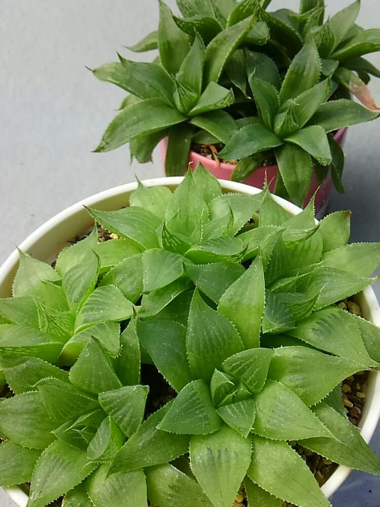 の画像 by ひよこ先生さん | ハオルチアと多肉植物と岩手県と増えやすいと育てやすいと多肉女子ともりもりと子株