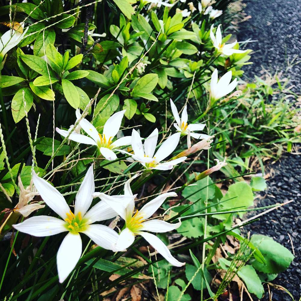 お出かけ先の画像 by すずパパさん | お出かけ先とタマスダレ(ゼフィランサス)と花のある暮らし