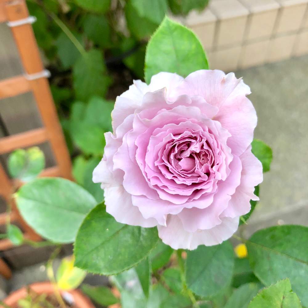 玄関の画像 by wakoさん | 玄関とバラと薔薇とバラ リベルラと和ばらと薔薇愛同盟とFGローズ(京阪)と香りのいいお花と京阪F&Gローズと花のある暮らしとバラ・ミニバラとやっぱり花が好き♡と香りのバラ