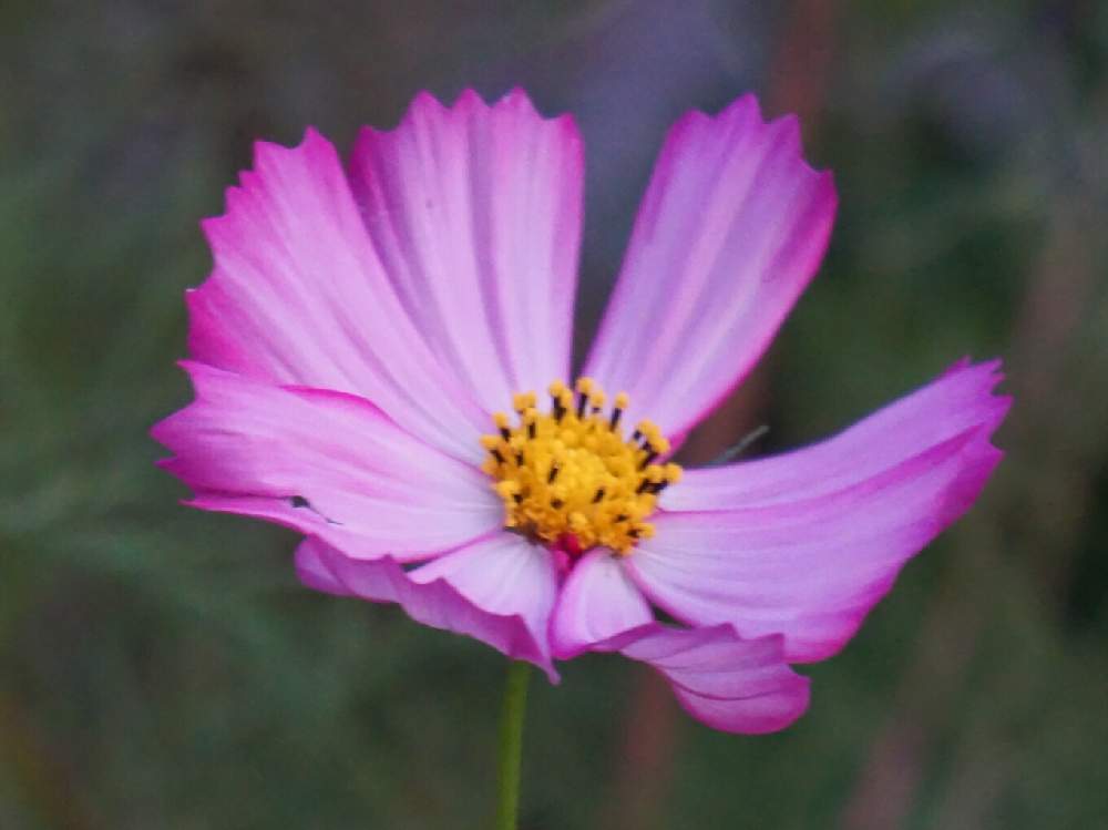 小さな庭の画像 by mint teaさん | 小さな庭とコスモスと写真とピンクの花とお気に入り♡と花壇と元気な花と秋を彩るコスモスフォトコンとガーデニングと花のある暮らしと地植え