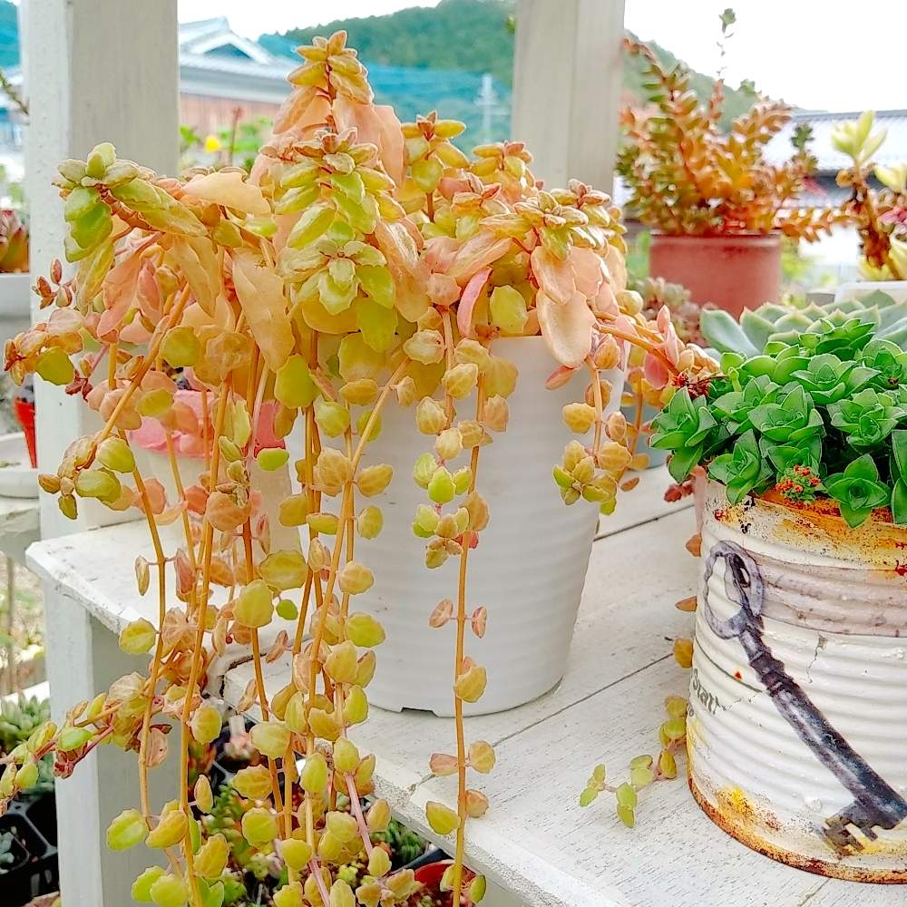 小さな庭の画像 by ちこりんさん | 小さな庭と多肉植物とHTCとそろそろ秋とプラストラーツス♡とネコ好きと種からと紅葉する多肉と多肉・オーロラとバラと夢CLUBと多肉女子とたに倶楽部とBABBI3年生プレ企画とHTC社員とげんき!とたにおたくらぶと令和小さい秋