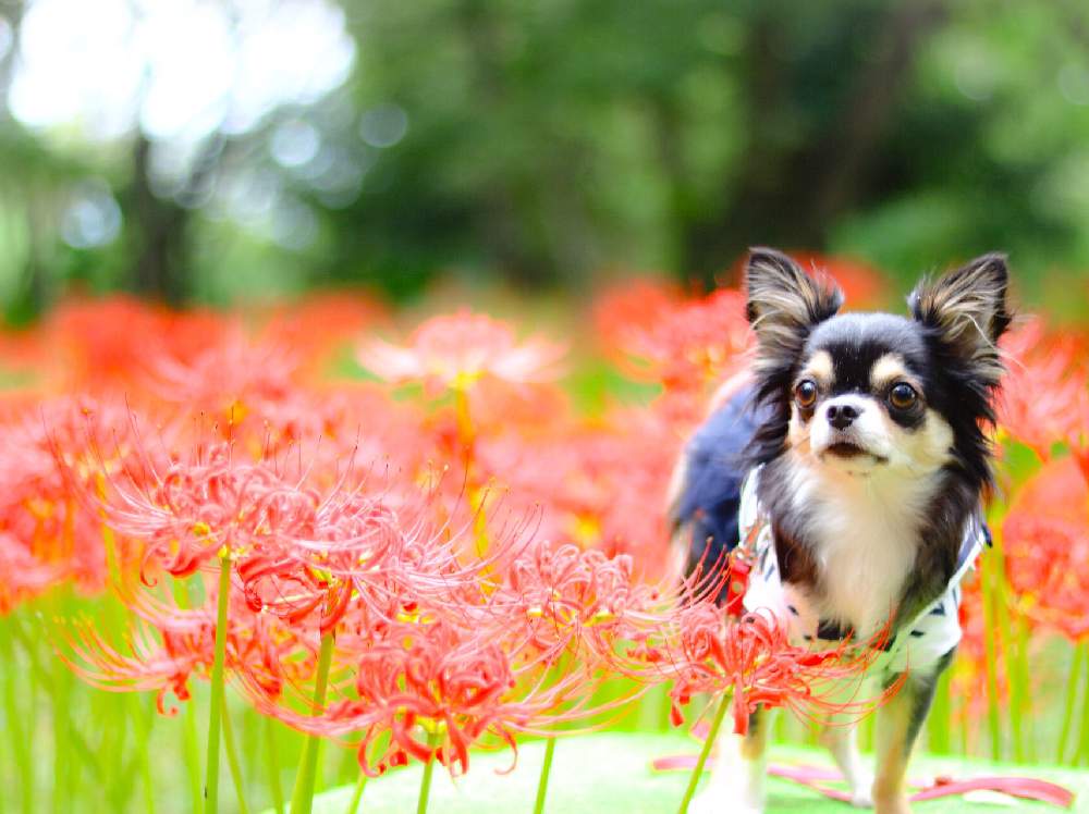お出かけ先の画像 by はるままさん | お出かけ先と彼岸花 曼珠沙華とno flower no lifeとお写ん歩と彼岸花と季節の花とお花とわんこと今日のお花と綺麗とflowerとわんこのいる生活と今日のわんこと花のある暮らしとお花好きと可愛いわんことカメラ好き☆