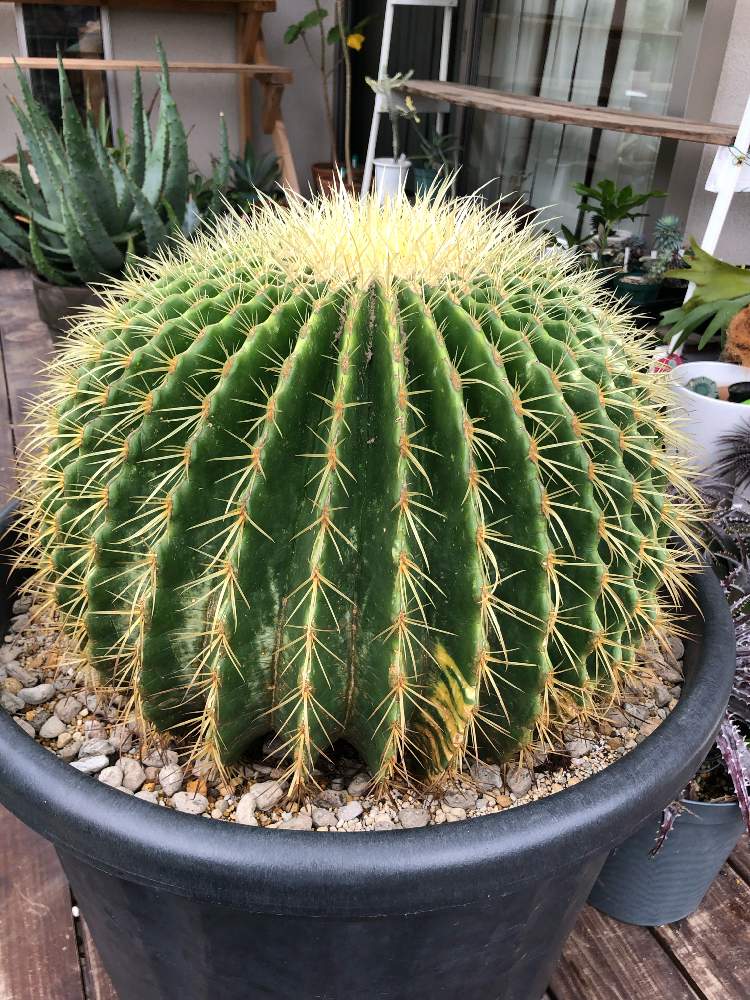 テラスの画像 by ちょぶさん | テラスとサボテン科と成長記録とcactusとちょぶ農園産