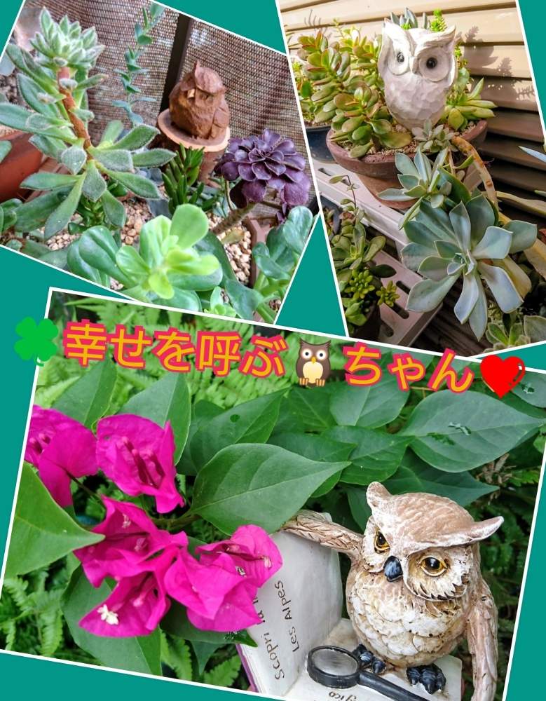 バルコニー/ベランダの画像 by のりっぺさん | バルコニー/ベランダとシダと姫花月とブーゲンビリアの花とエケベリア 久米の里とアエオニウム カシミヤバイオレットとグラプトベリア パープルキングとエケベリア 和輝炎とシダとフクロウ祭と少しずつ秋の気配…と暑さに負けるなぁ(p`・ω・´q)と幸せを呼ぶフクロウ祭りとまだ暑い秋…(((・・;)とタニラーと花のある暮らしと多肉ちゃん初心者とフクロウ祭と楽しい園芸o(^o^)oとバルコニスト