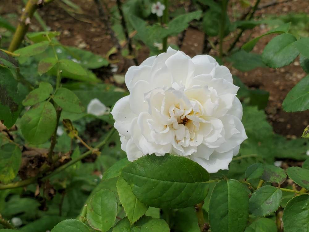 お出かけ先の画像 by にょさん | お出かけ先と薔薇とボレロと花のある暮らしとはままつフラワーパークとバラ・ミニバラとバラ図鑑