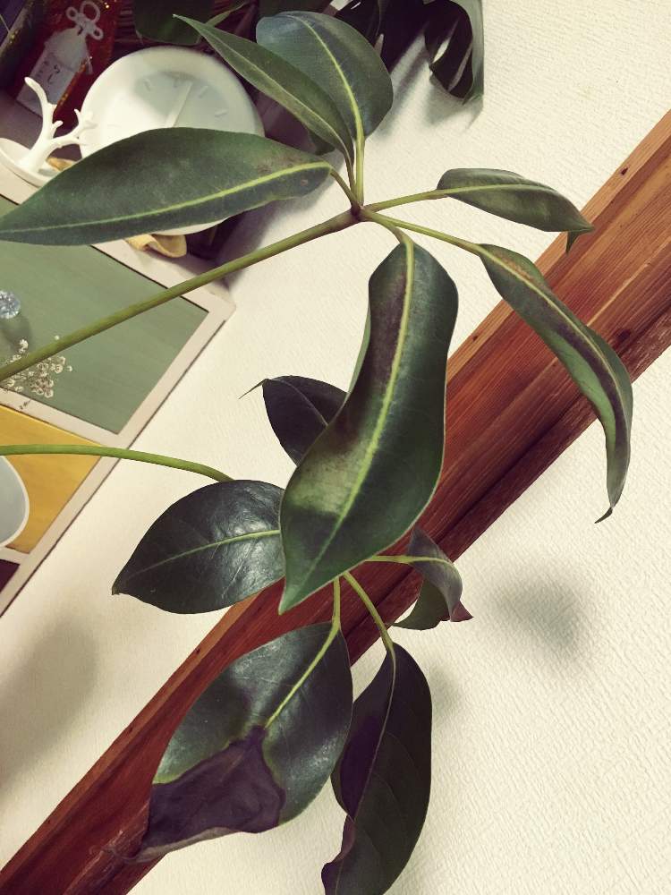 部屋の画像 by タタミさん | 部屋とツピタンサスと観葉植物と100均エアープランツと多肉女子とハーブとウンベラータ成長記録とGreenSnapmarcheと ウンベラータと花のある暮らしと日向ぼっことGREEN UP!とプラスチックスマート